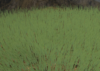 Un peu d'herbe agit&eacute;e par le vent