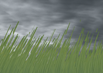 L'herbe vue de pr&eagrave;s